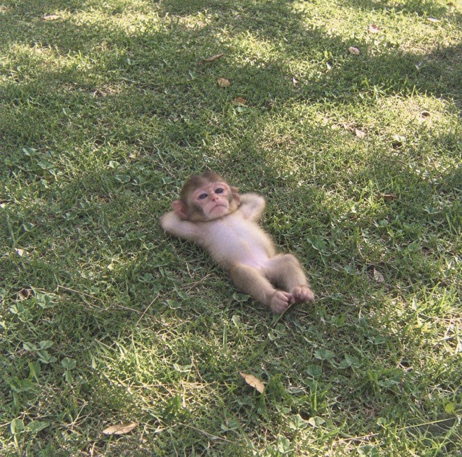 Baby monkey lying on its back in the grass, hands behind its head
