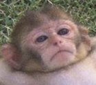 Momo the baby monkey