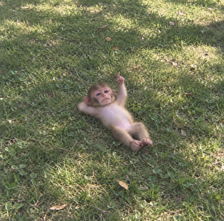 The same monkey raising one finger toward the sky