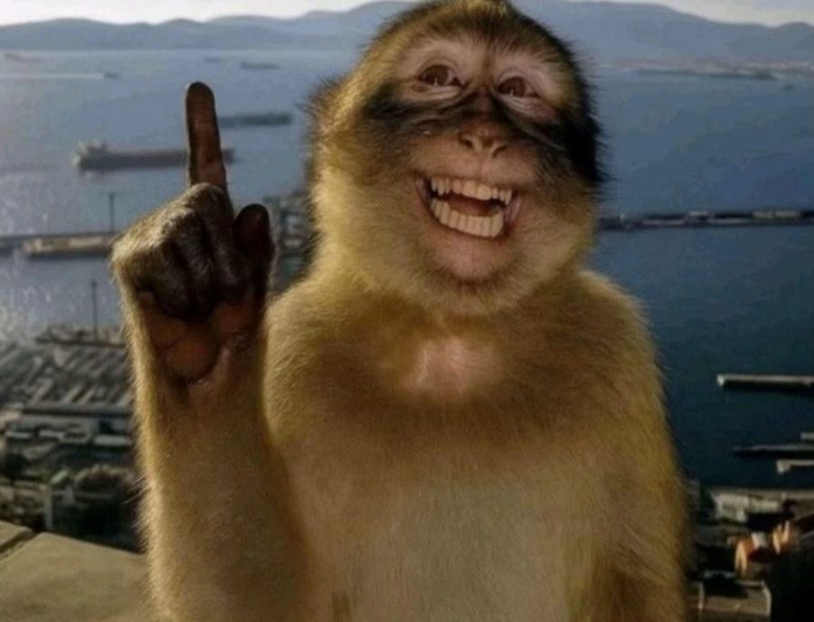 A grinning monkey holding up one finger